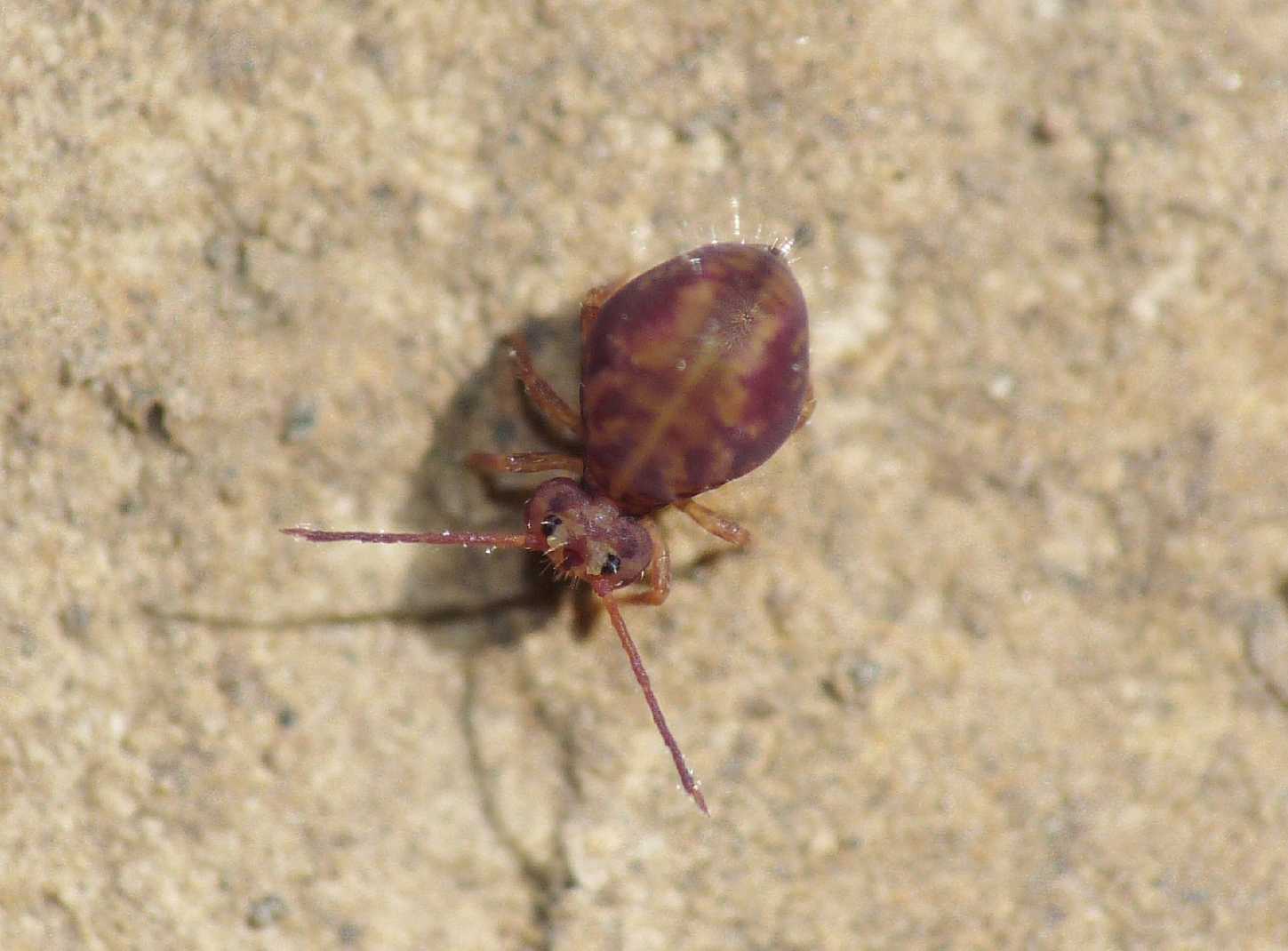 Collembolo pezzato Dicyrtomidae - Dicyrtoma fusca?